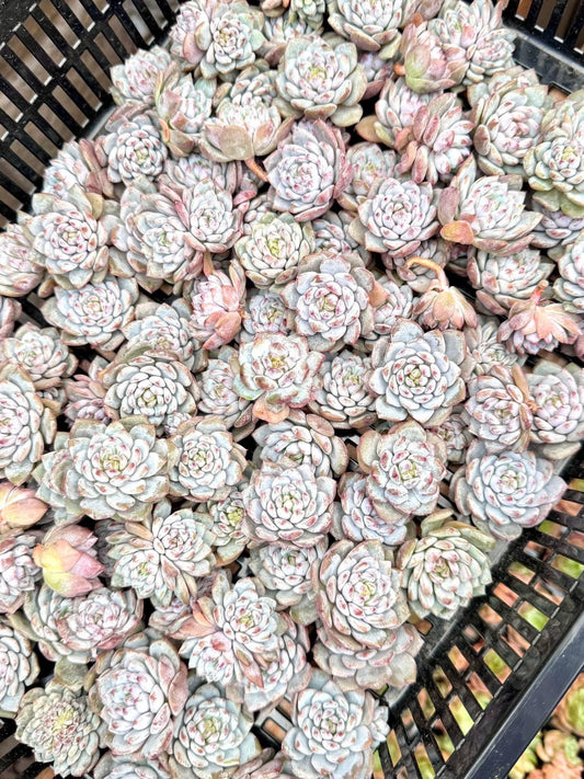 Echeveria Lotus Blossom (5pcs) | Live Succulent Plant | Korean Succulent | Rare Imported Echeveria | Imported Plants