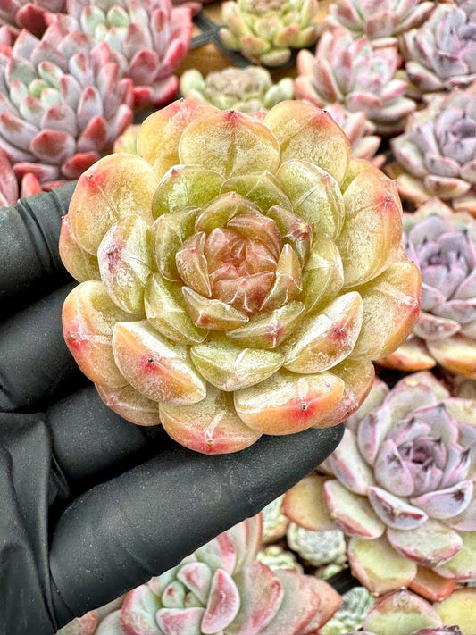 Echeveria White Lover | Live Succulent Plant | Korean Succulent | Variegated Echeveria | Imported Plants
