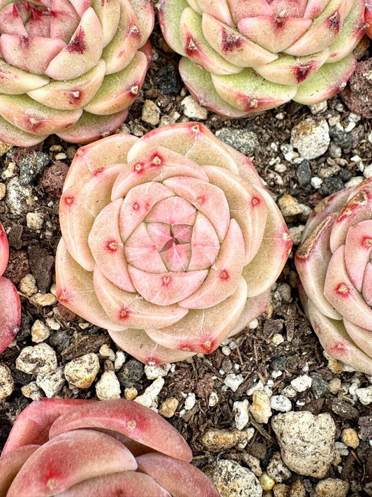 Echeveria Gold Velvet | Rare Imported Succulent | Collector’s Succulent