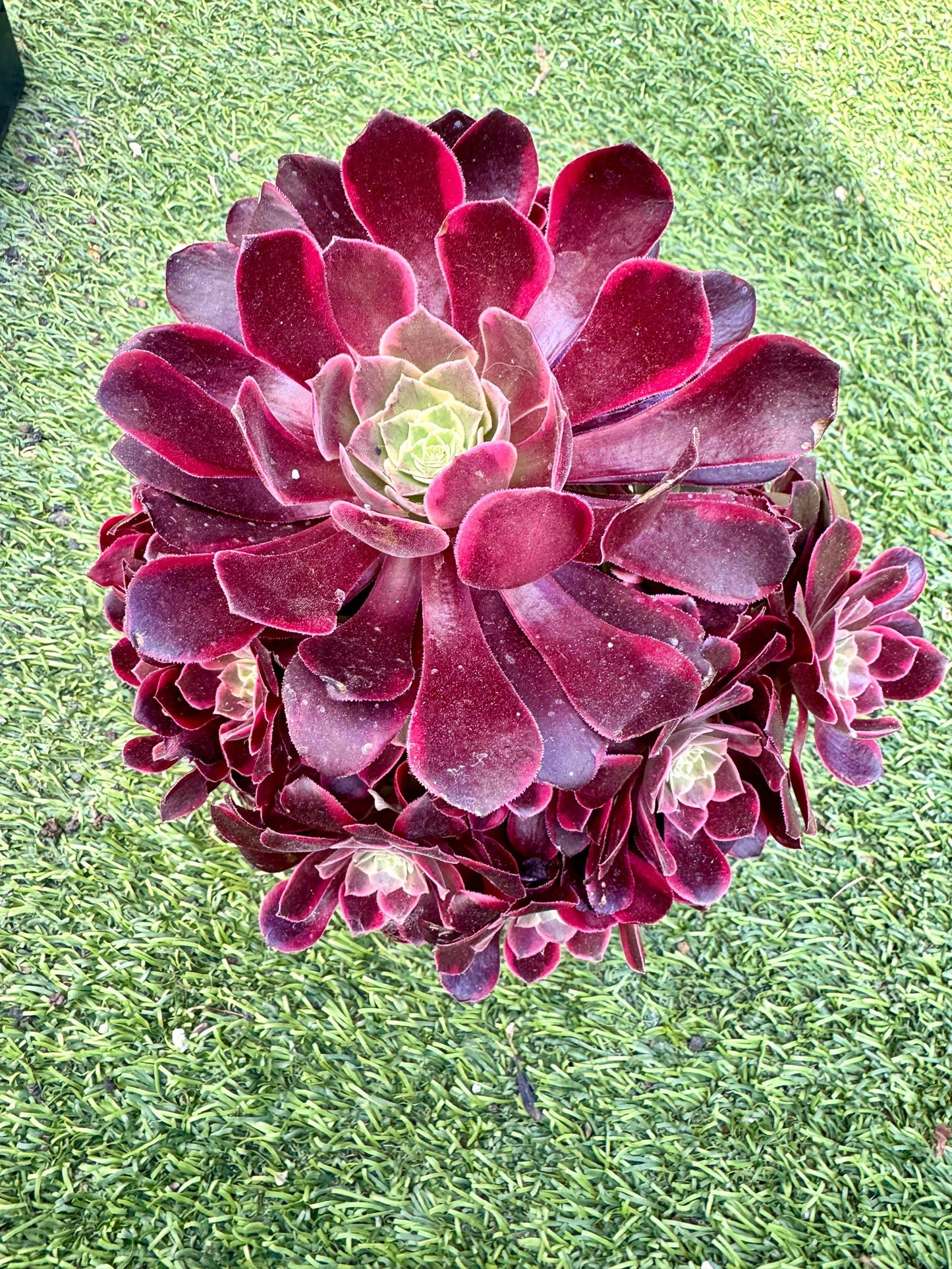 Aeonium Red Canary Variegated | Live Succulent Plant | Korean Succulent | Rare Imported Echeveria | Imported Plants