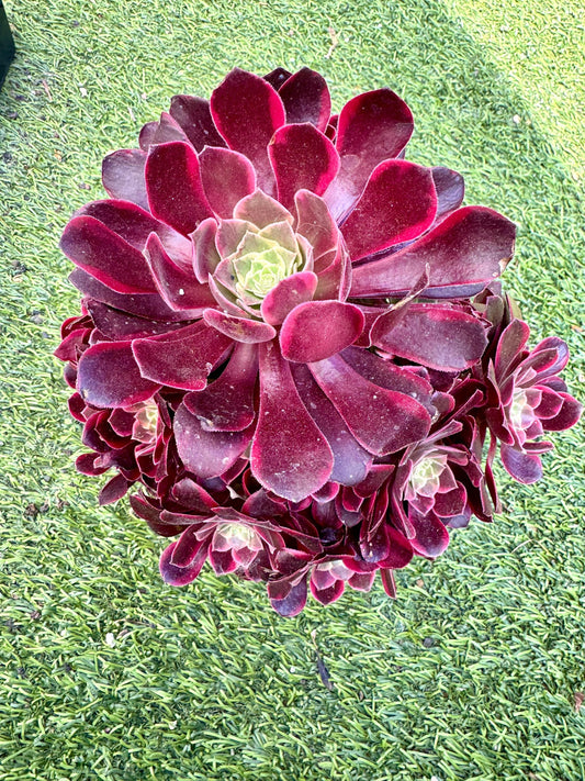 Aeonium Red Canary Variegated | Live Succulent Plant | Korean Succulent | Rare Imported Echeveria | Imported Plants