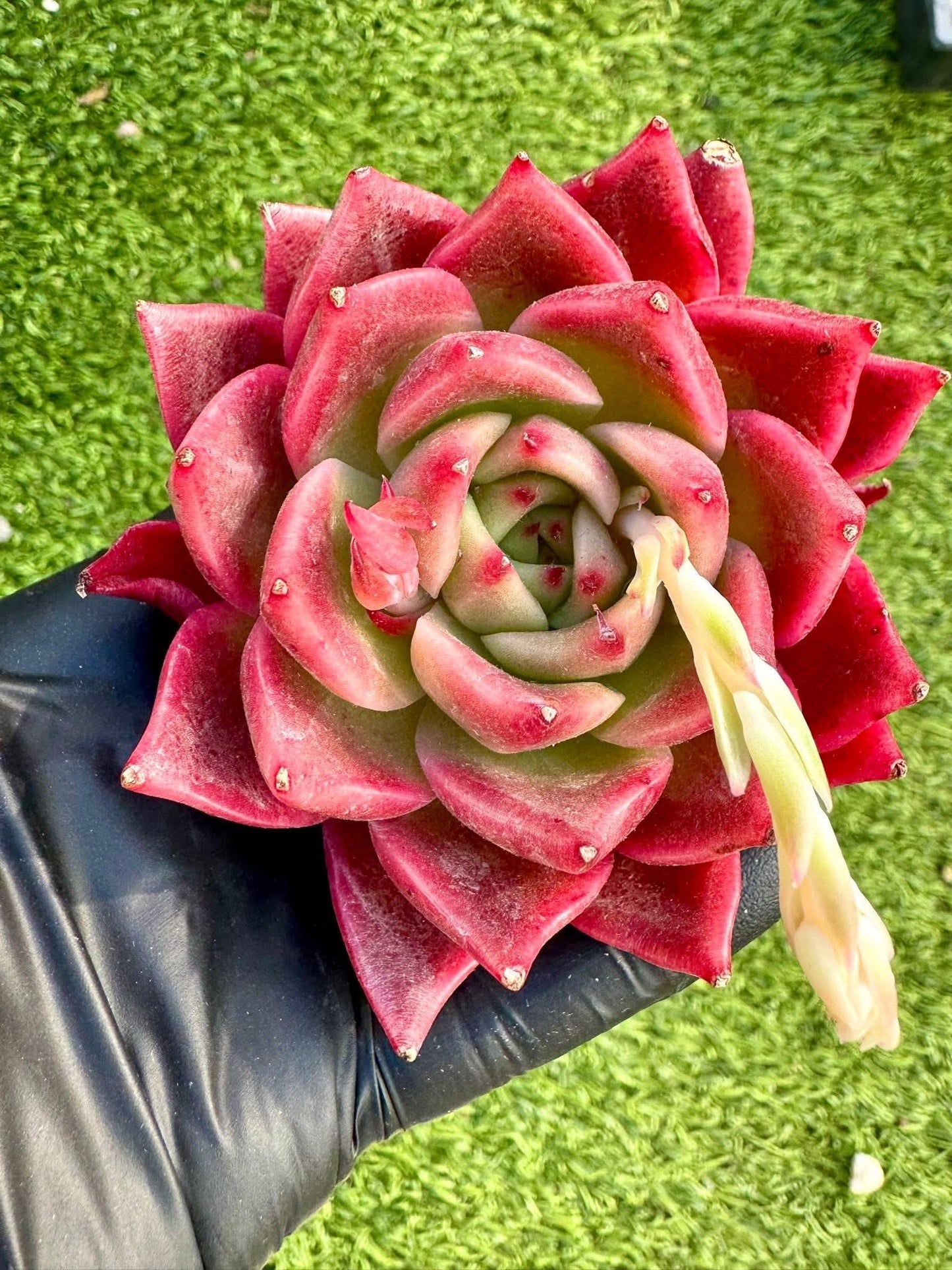 Echeveria Red Lips | Rare Imported Succulent | Collector’s Succulent