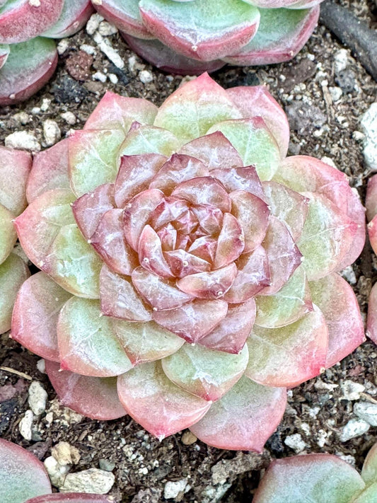 Echeveria Citrine | Live Succulent Plant | Korean Succulent | Variegated Echeveria | Imported Plants