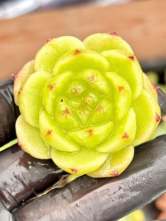 Echeveria Lingxin | Live Succulent Plant | Korean Succulent | Variegated Echeveria | Imported Plants | Echeveria Clusters