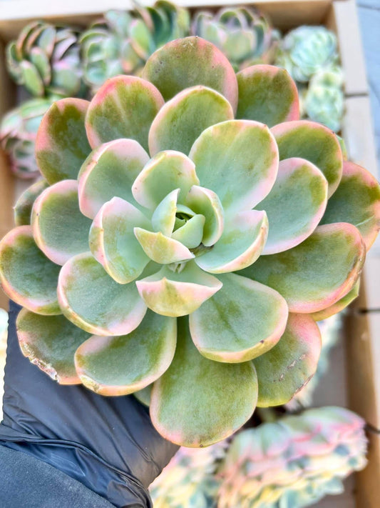 Echeveria Pansy Variegated | Live Succulent Plant | Korean Succulent | Variegated Echeveria | Imported Plants | Echeveria Cluster