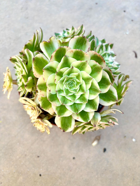 Aeonium Elizabeth Variegated | Live Succulent Plant | Korean Succulent | Rare Imported Aeonium | Imported Plants