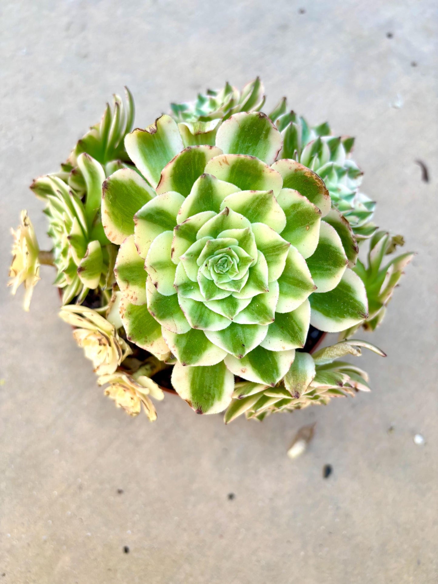 Aeonium Elizabeth Variegated | Live Succulent Plant | Korean Succulent | Rare Imported Aeonium | Imported Plants