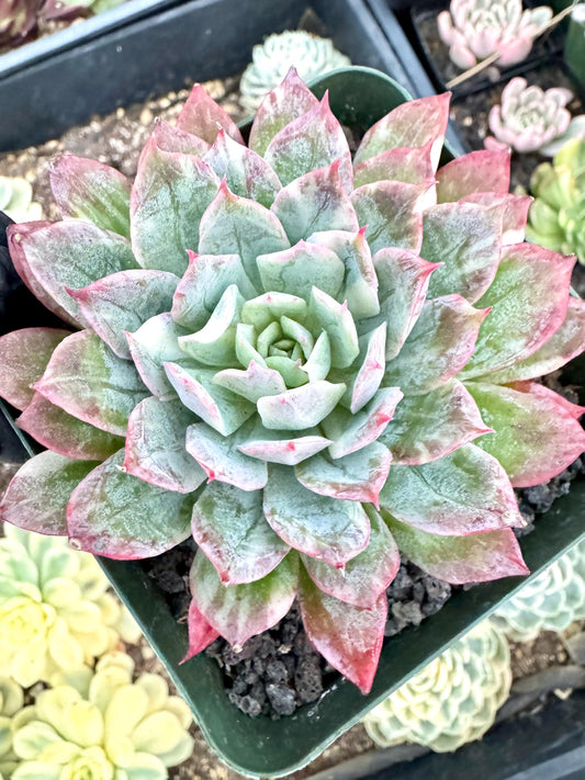 Echeveria Goblet of Fire Variegated | Live Succulent Plant | Korean Succulent | Variegated Echeveria | Imported Plants