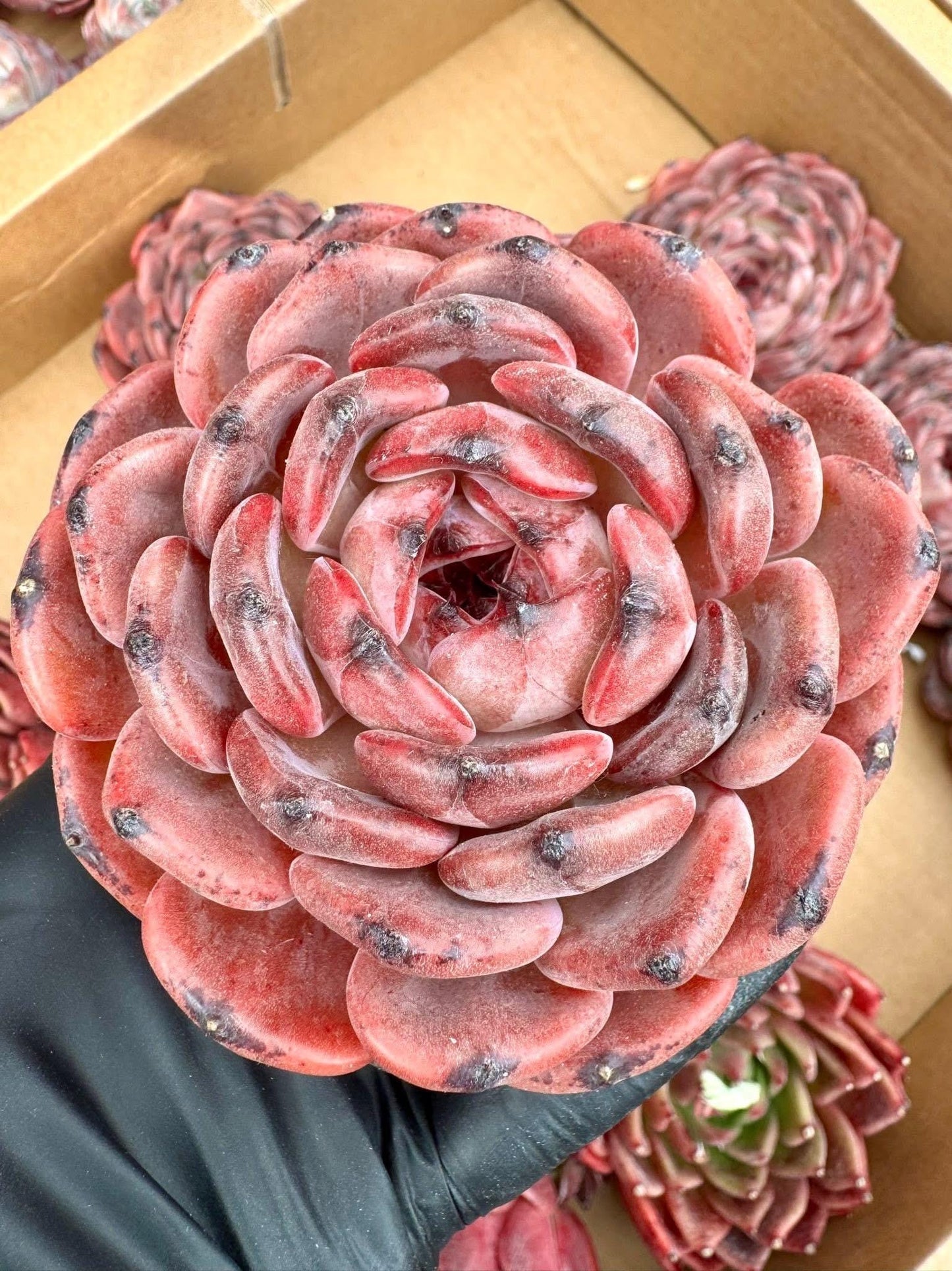 Echeveria Rosewood | Rare Imported Succulent | Collector’s Succulent