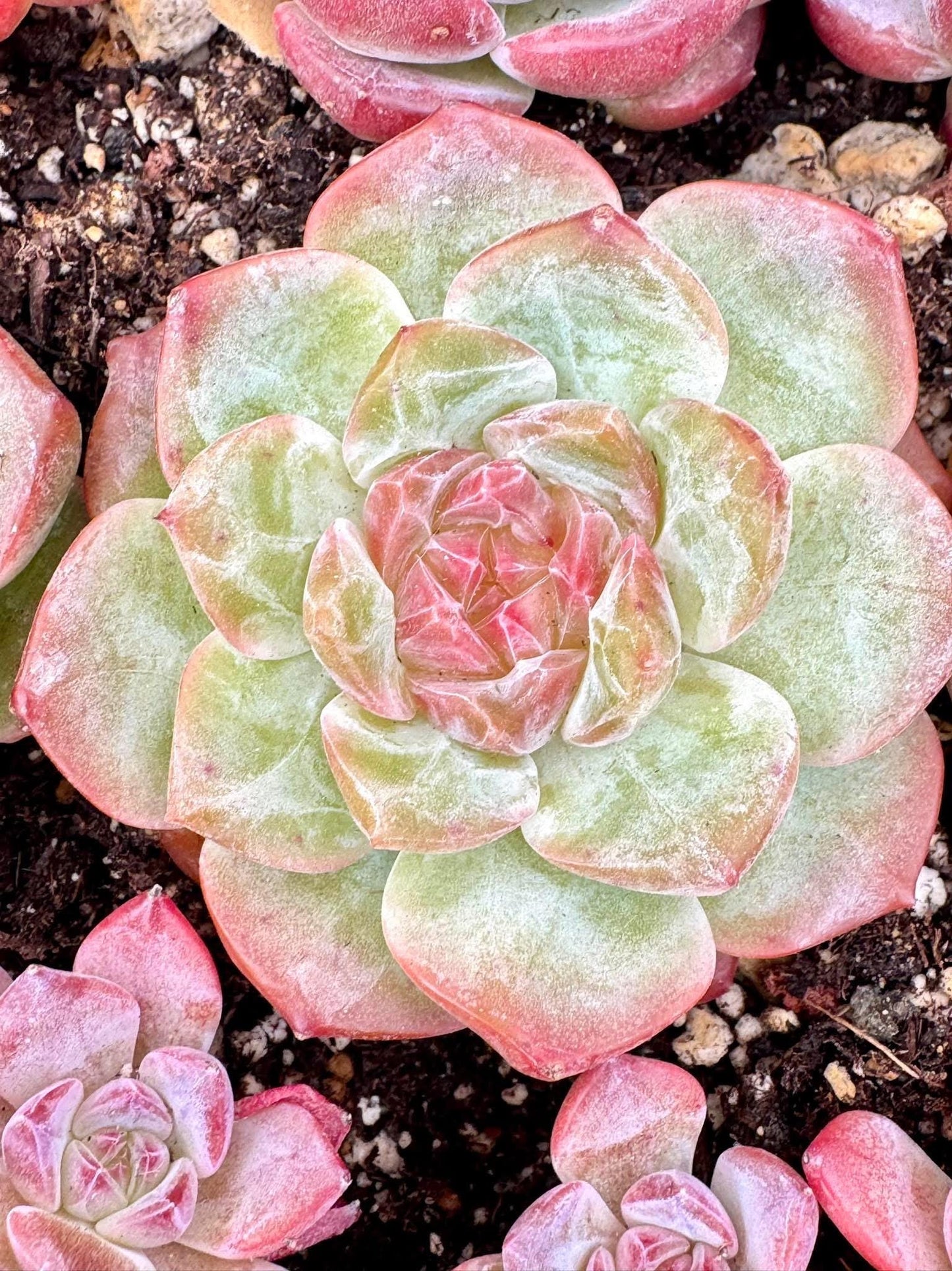 Echeveria Lychee Powder | Live Succulent Plant | Korean Succulent | Rare Imported Echeveria | Imported Plants