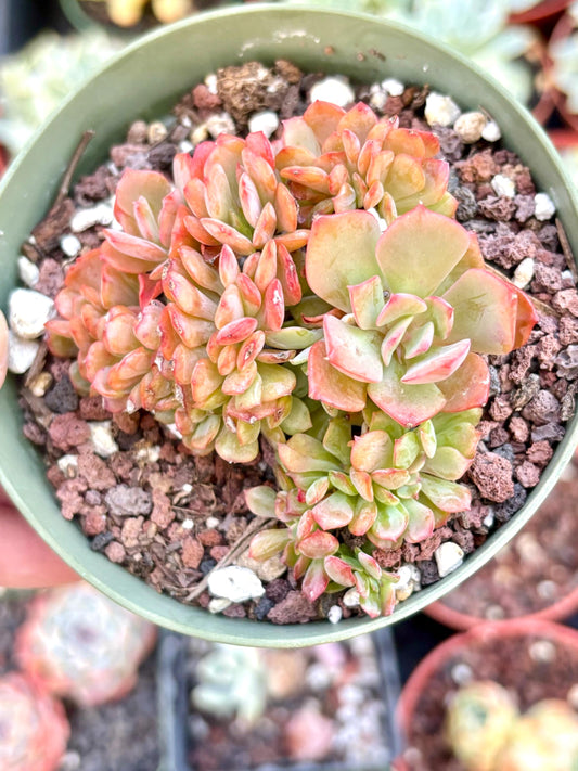 Echeveria Briar Rose Crested | Live Succulent Plant | Korean Succulent | Rare Imported Echeveria | Imported Plants