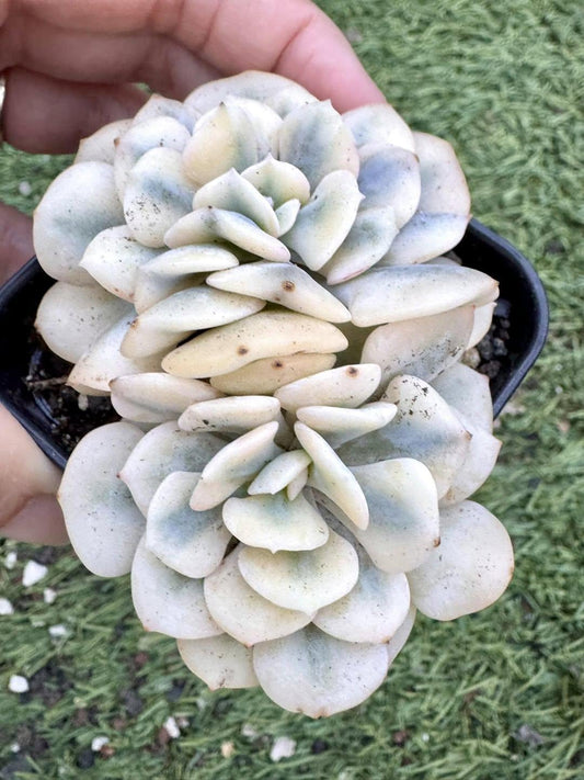 Echeveria Cubic Frost Exotic Variegated | Rare Imported Succulent | Collector’s Succulent