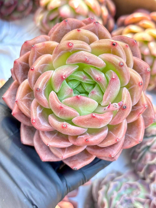 Echeveria Cleopatra | Live Succulent Plant | Korean Succulent | Rare Imported Echeveria | Imported Plants