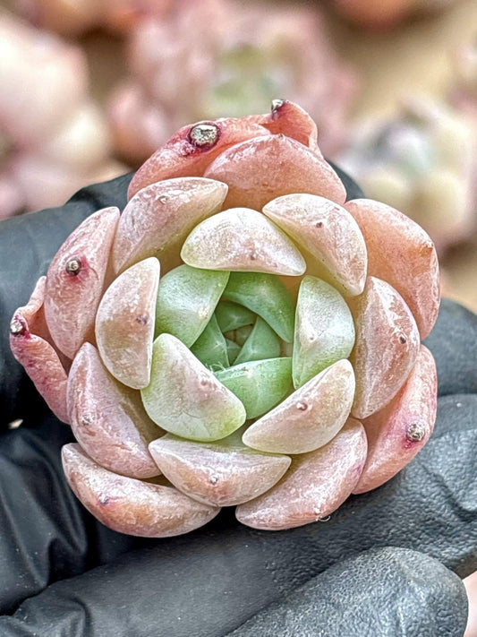 Echeveria Ice Spirit | Live Succulent Plant | Korean Succulent | Variegated Pachyveria | Imported Plants | Echeveria Clusters