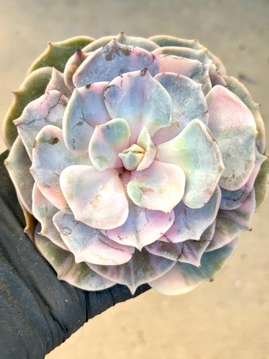 Echeveria Pollux Variegated | Live Succulent Plant | Korean Succulent | Rare Imported Echeveria | Imported Plants