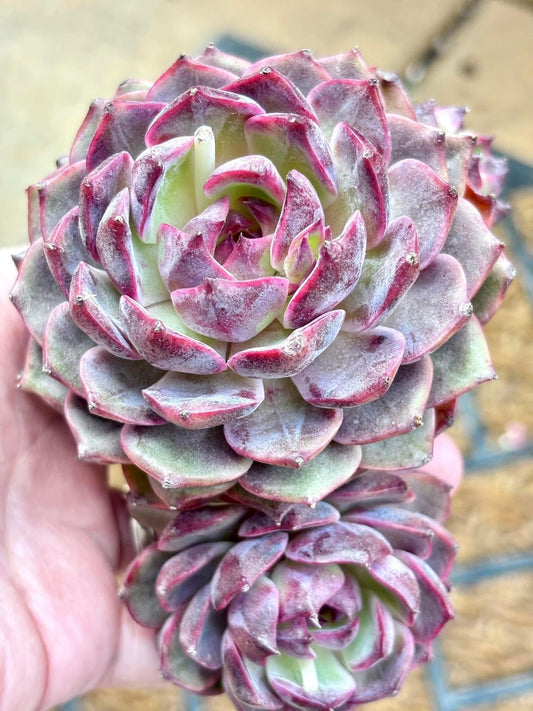 Echeveria Smurf | Live Succulent Plant | Korean Succulent | Rare Imported Echeveria | Imported Plants