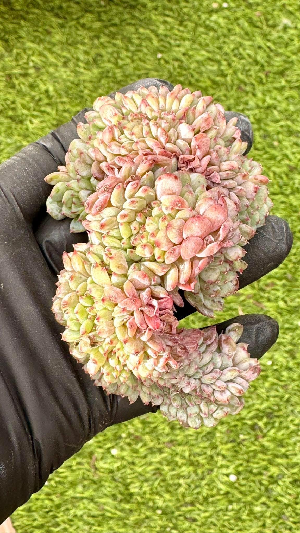 Echeveria White Farm Crested | Live Succulent Plant | Korean Succulent | Variegated Echeveria | Imported Plants