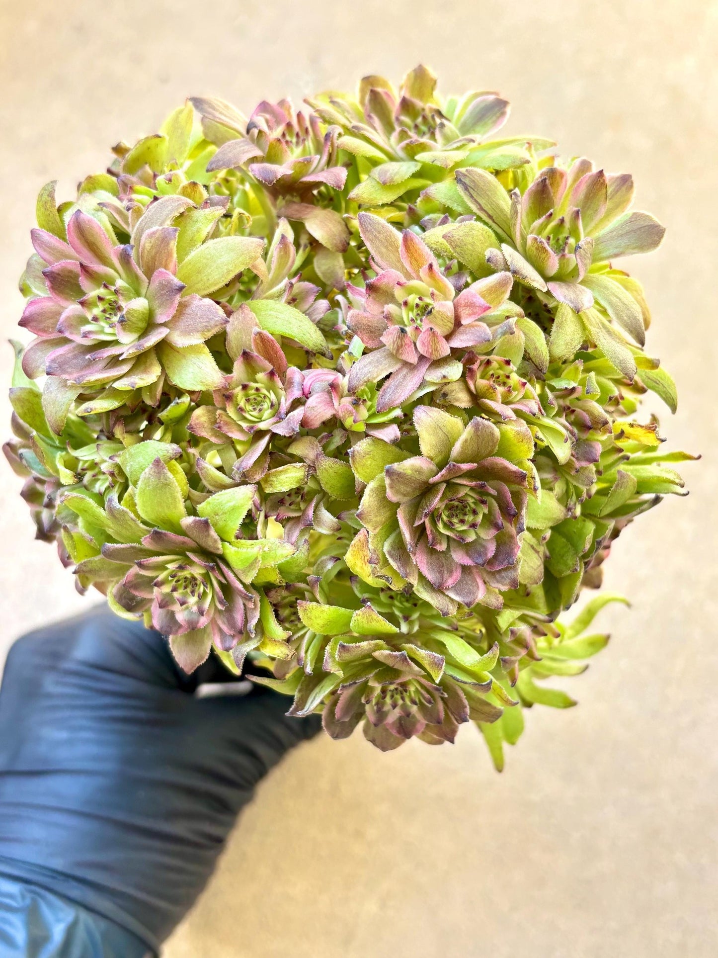Aeonium Pink Daisy Variegated Lollipop | Live Succulent Plant | Korean Succulent | Rare Imported Aeonium | Imported Plants