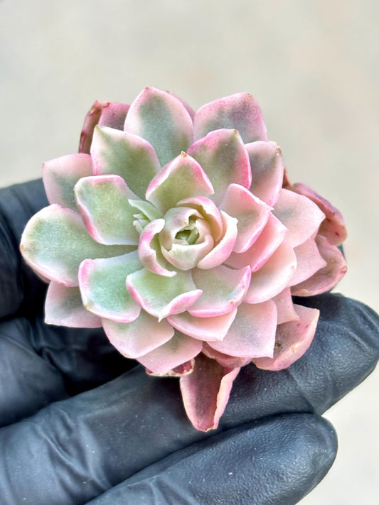Echeveria Desert Rose Variegated | Live Succulent Plant | Korean Succulent | Rare Imported Echeveria | Imported Plants