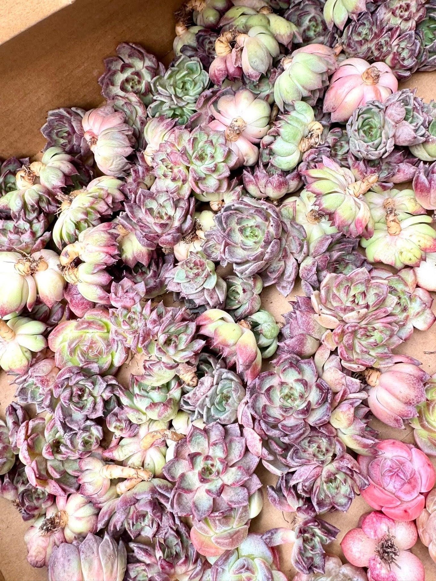 Echeveria Nightingale | Live Succulent Plant | Variegated Echeveria - Pack of 5 Pcs