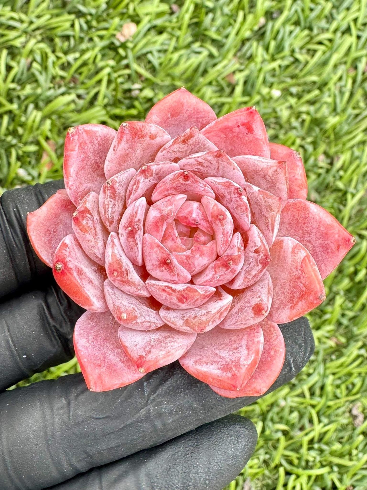 Echeveria Amazing Grace | Live Succulent Plant | Korean Succulent | Variegated Echeveria | Imported Plants