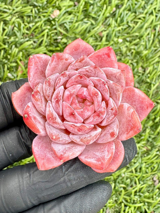 Echeveria Amazing Grace | Live Succulent Plant | Korean Succulent | Variegated Echeveria | Imported Plants