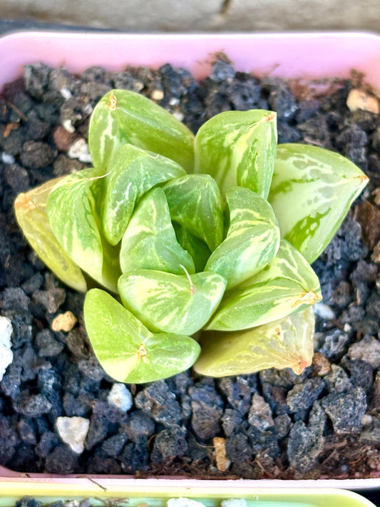Haworthia Bao Cao Variegated | Live Succulent Plant | Korean Succulent | Rare Imported Echeveria | Imported Plants