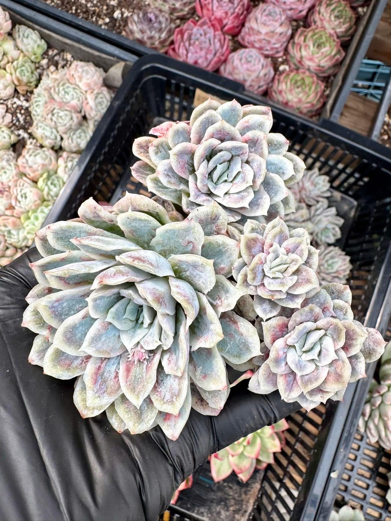 Echeveria Hades | Rare Imported Succulent | Collector Succulent