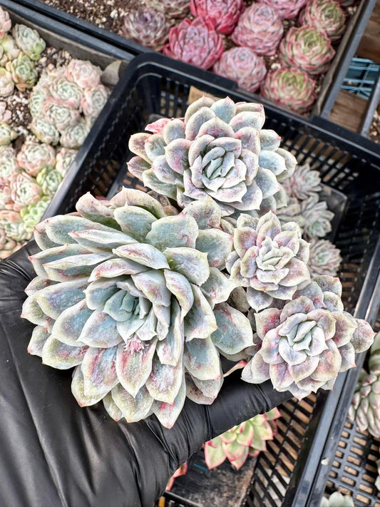Echeveria Hades | Rare Imported Succulent | Collector Succulent