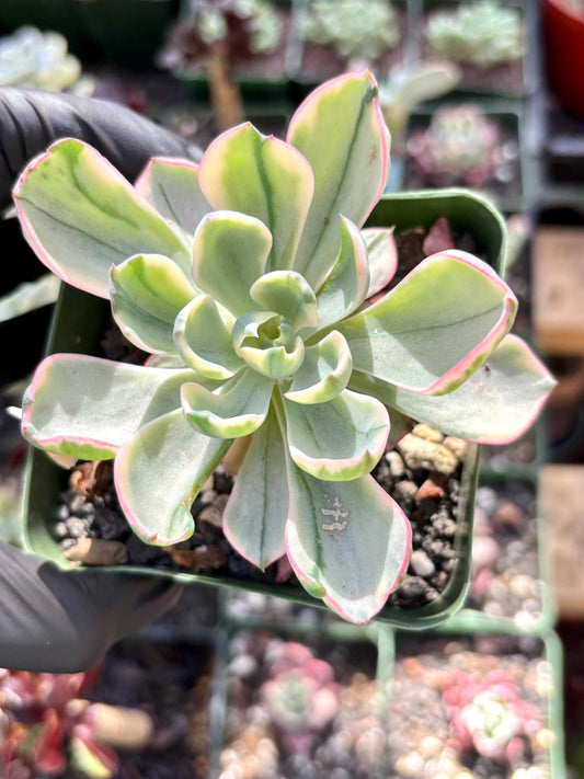 Echeveria Raindrop Variegated | Live Succulent Plant | Korean Succulent | Variegated Pachyveria | Imported Plants | Echeveria Clusters