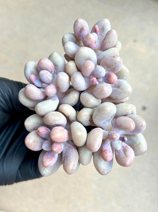 Echeveria Egg Beauty | Live Succulent Plant | Imported Plants | Imported Echeveria