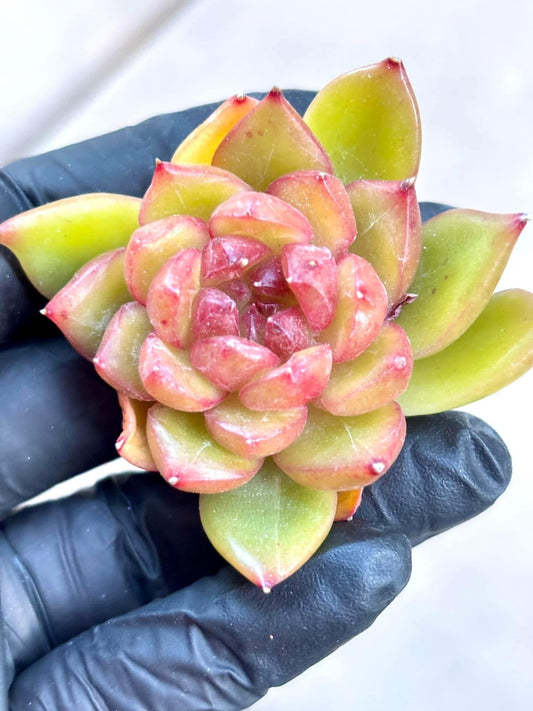 Echeveria Candy Jenny | Live Succulent Plant | Imported Plants | Imported Echeveria
