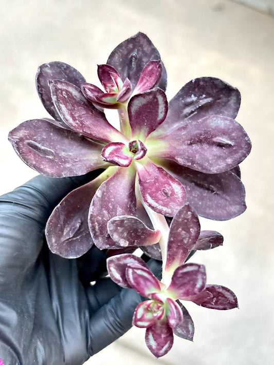 Echeveria Nodulosa Benitsukasa | Live Succulent Plant | Korean Succulent | Variegated Echeveria | Imported Plants