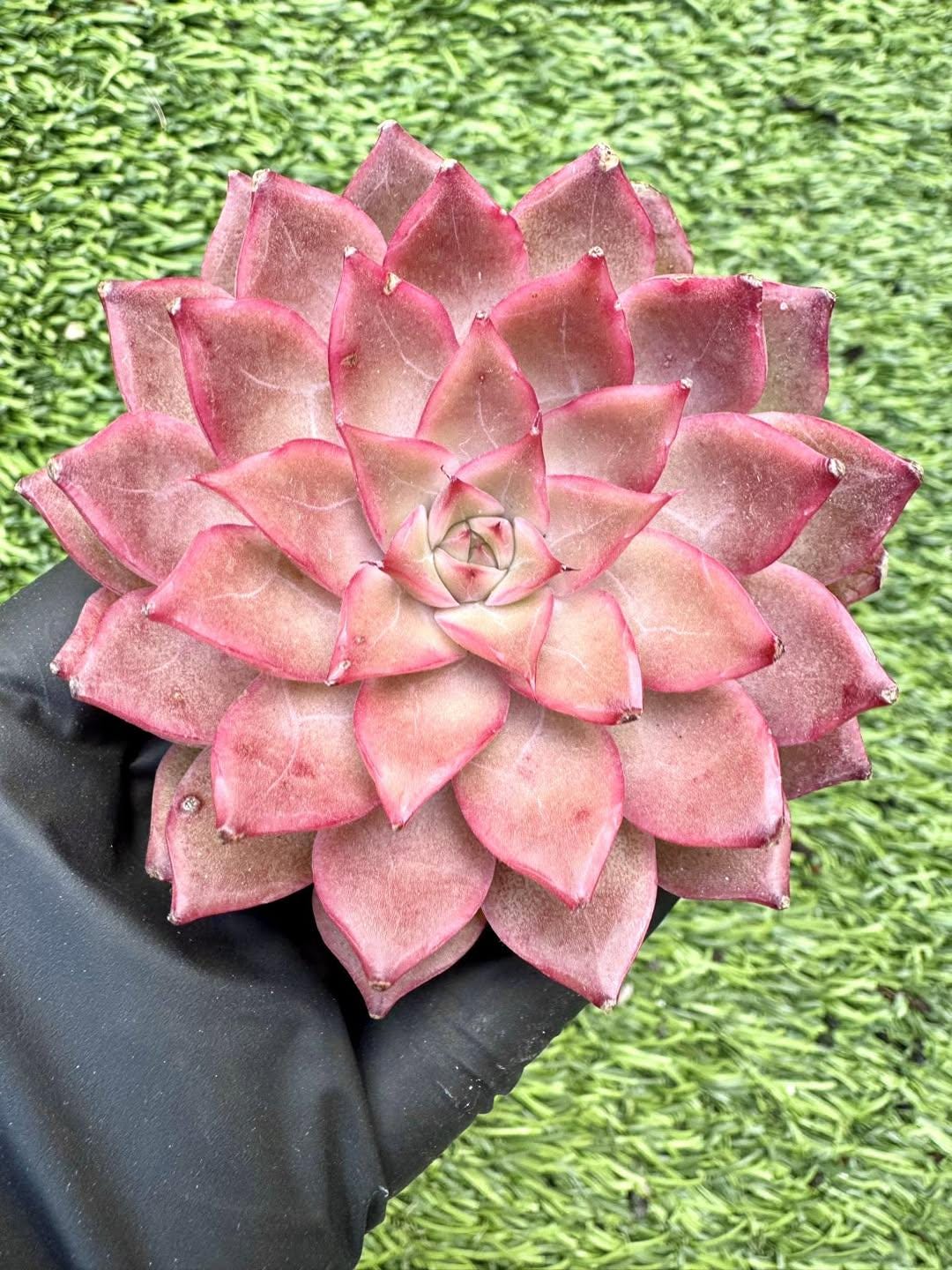 Echeveria Fantasia | Live Succulent Plant | Korean Succulent | Rare Imported Echeveria | Imported Plants