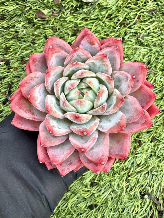 Echeveria Snow Spirit | Live Succulent Plant | Korean Succulent | Rare Imported Echeveria | Imported Plants