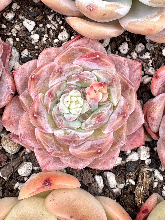 Echeveria Red Amber | Rare Imported Succulent | Collector’s Succulent