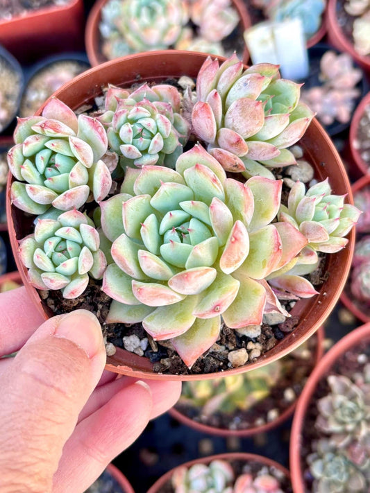 Echeveria Hwaga | 4” pot | Live Succulent Plant | Korean Succulent | Variegated Pachyveria | Imported Plants | Echeveria Clusters