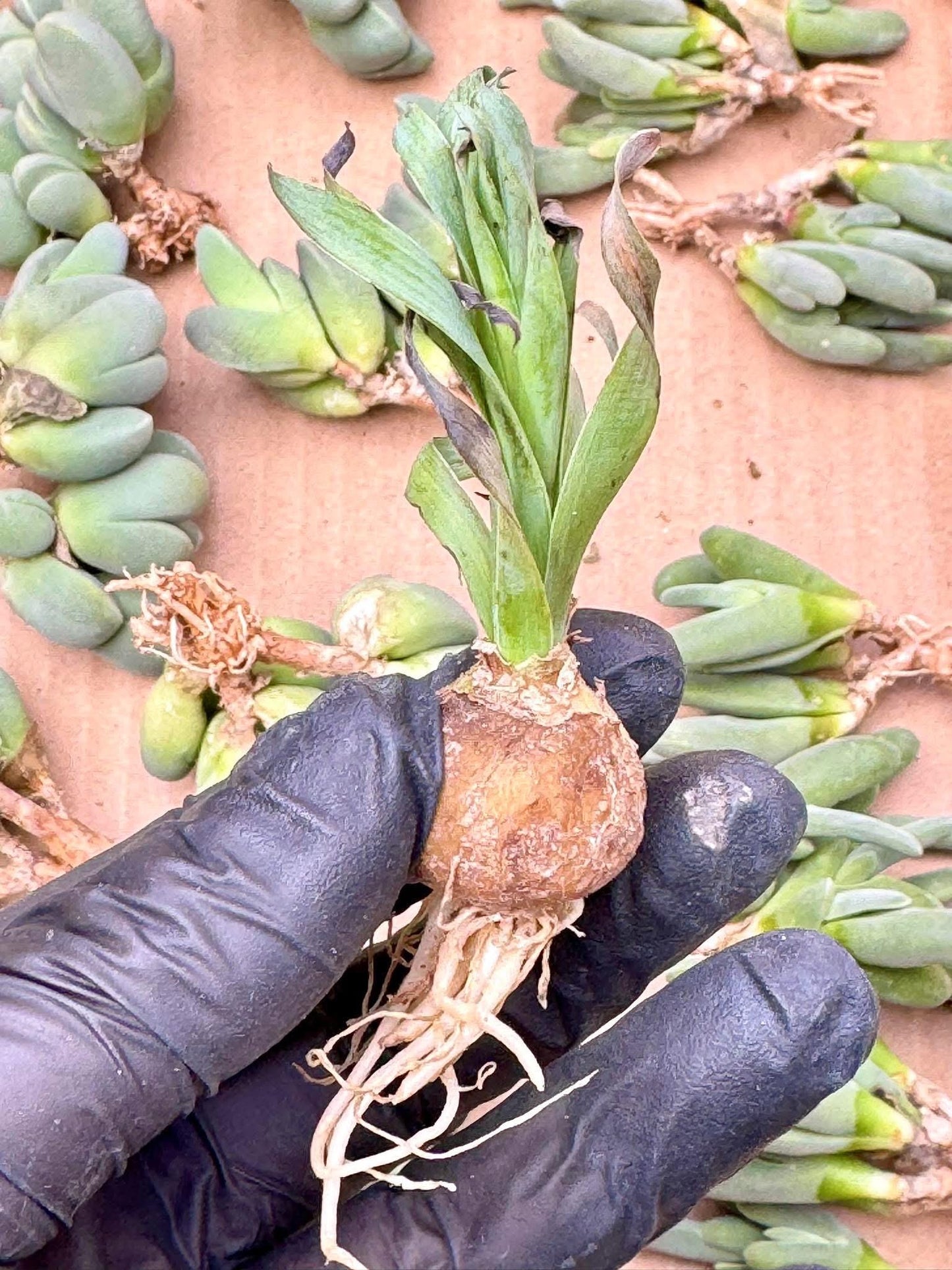 Echeveria Wax Peony | Live Succulent Plant | Korean Succulent | Variegated Pachyveria | Imported Plants