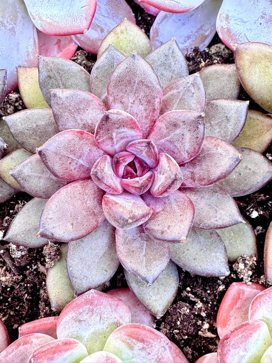 Echeveria Black Beauty | Live Succulent Plant | Korean Succulent | Variegated Pachyveria | Imported Plants