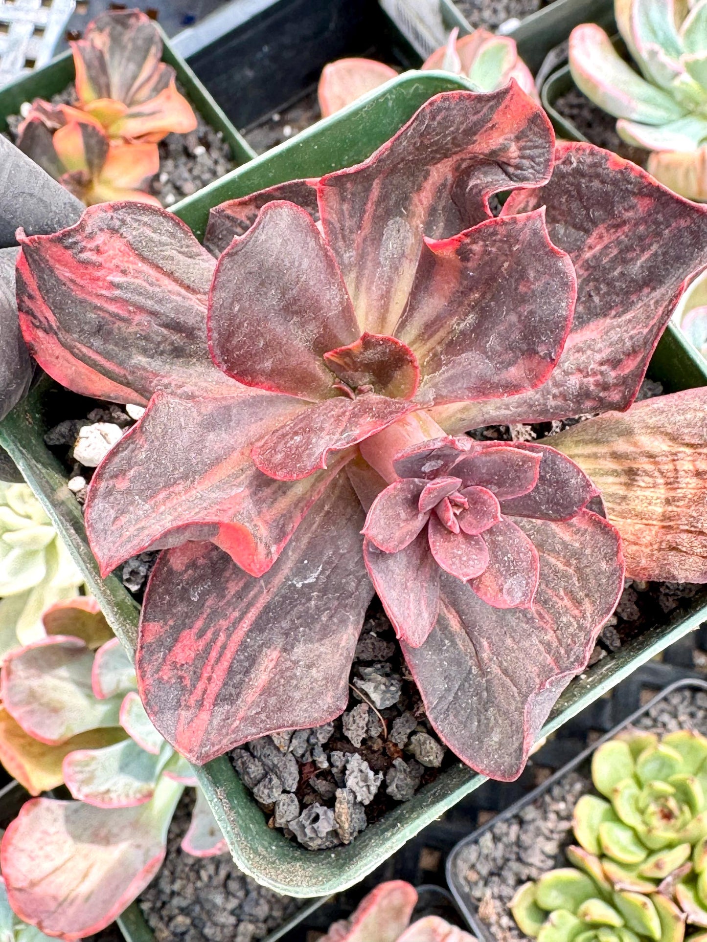 Echeveria Hanaikada Variegated | Live Succulent Plant | Korean Succulent | Variegated Pachyveria | Imported Plants