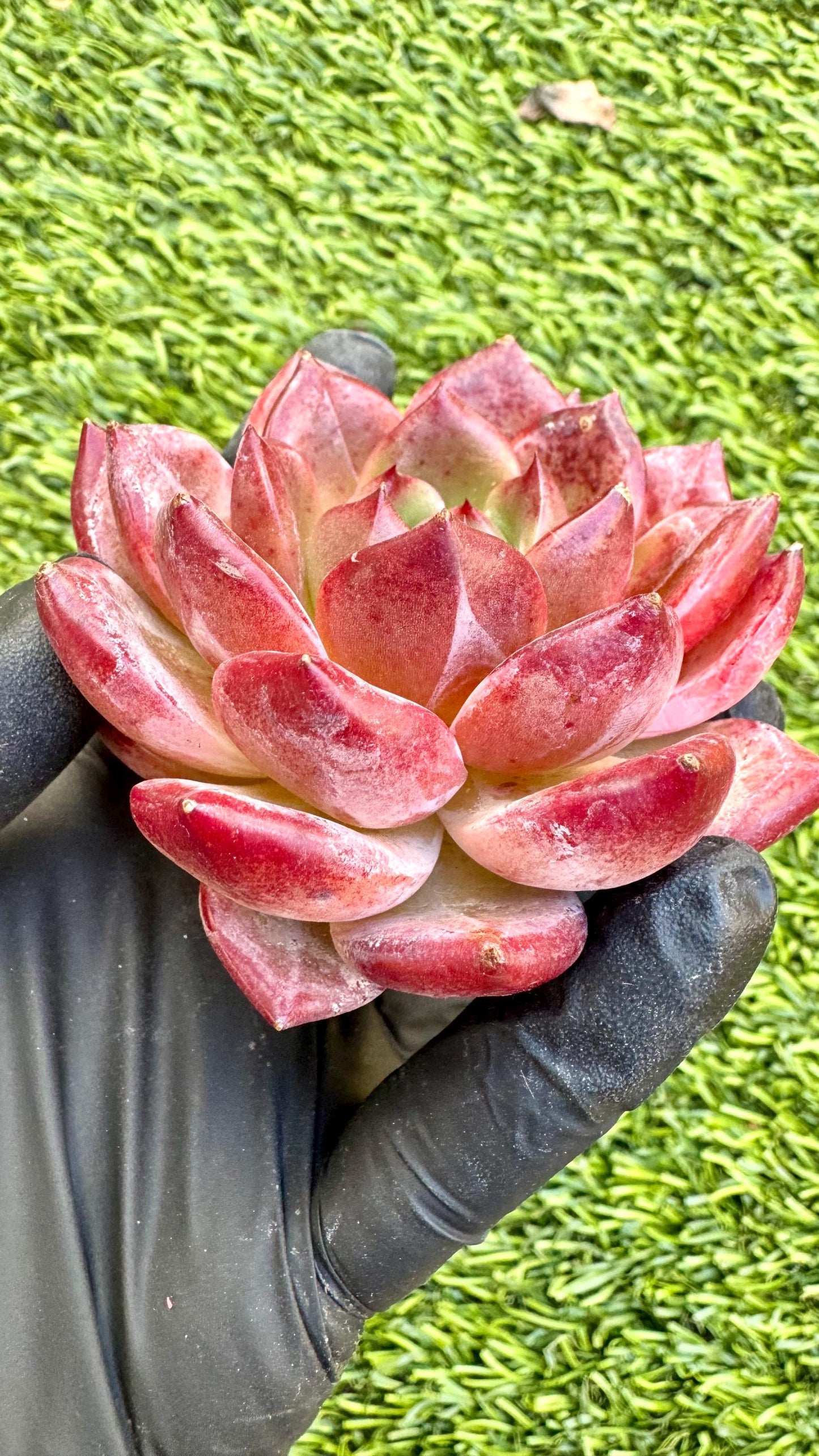 Echeveria Roger | Live Succulent Plant | Korean Succulent | Rare Imported Echeveria | Imported Plants