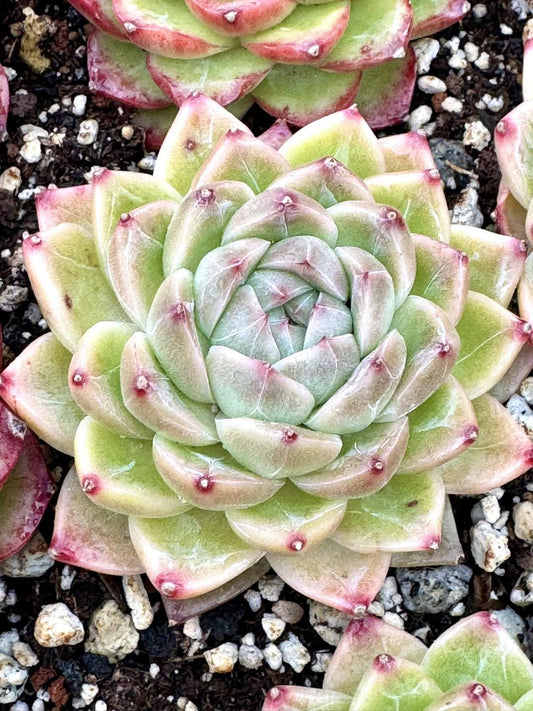 Echeveria Kiwi | Rare Imported Succulent | Collector’s Succulent