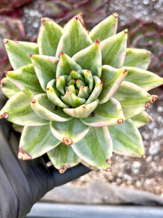 Echeveria Elkhorn variegated | Live Succulent Plant | Korean Succulent | Rare Imported Echeveria | Imported Plants
