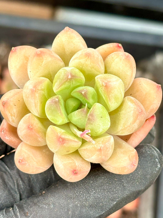 Echeveria Racoon Live Succulent Plant | Korean Succulent | Rare Imported Echeveria | Imported Plants