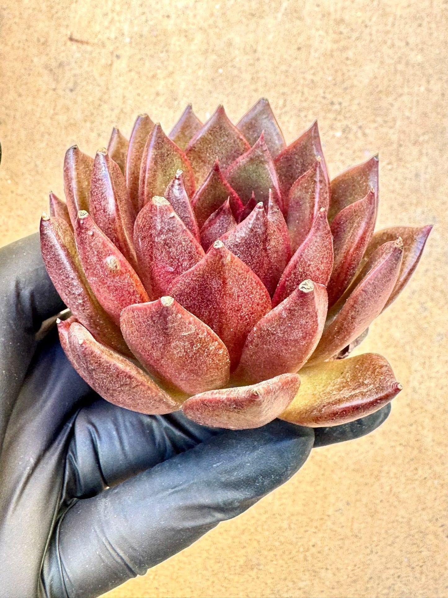 Echeveria Xuanhu | Live Succulent Plant | Korean Succulent | Rare Imported Echeveria | Imported Plants