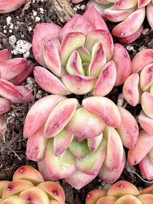 Echeveria Snowy Night | Rare Imported Succulent | Collector’s Succulent
