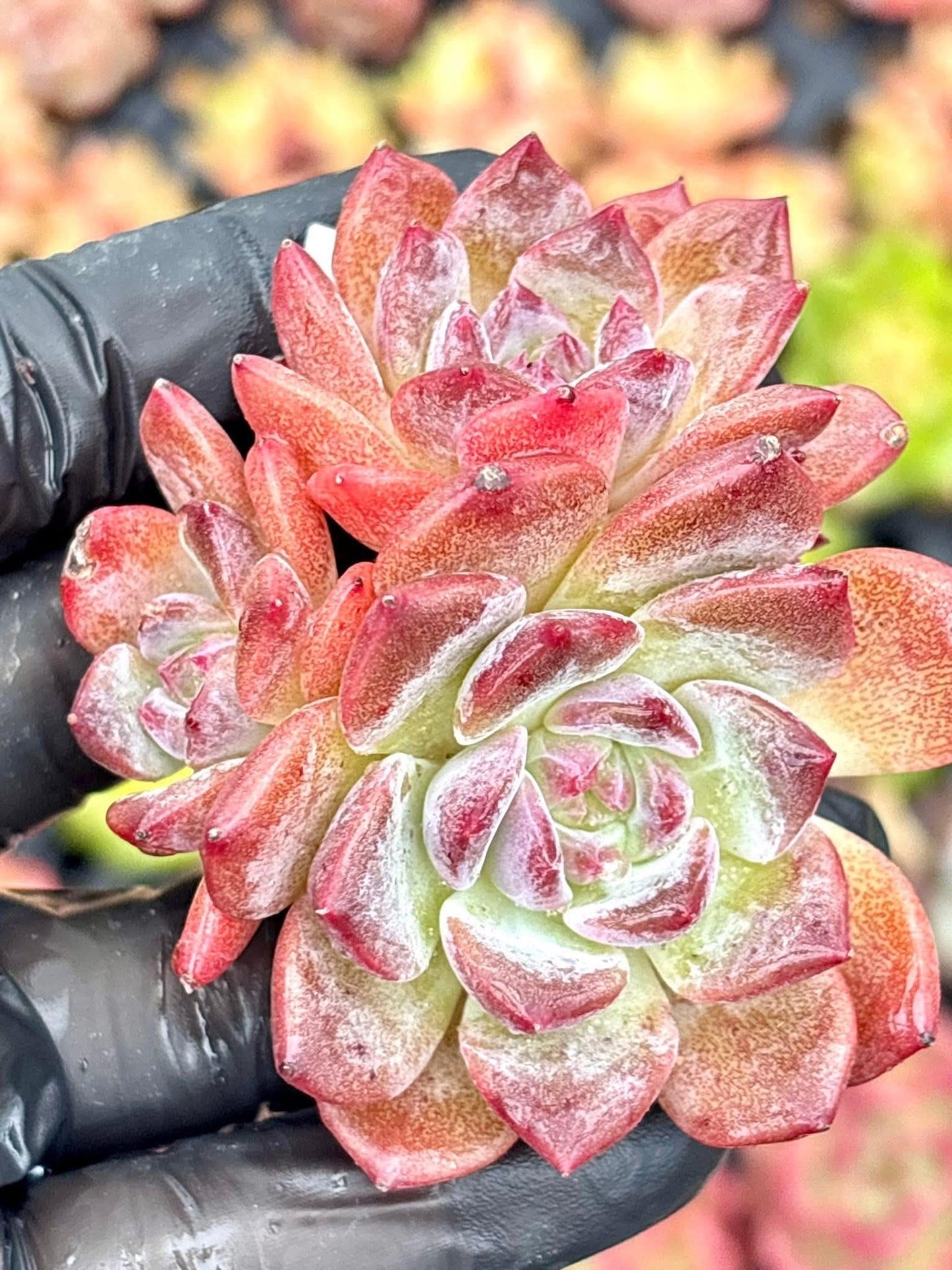 Echeveria Amber Jenny | Live Succulent Plant | Korean Succulent | Rare Imported Echeveria | Imported Plants