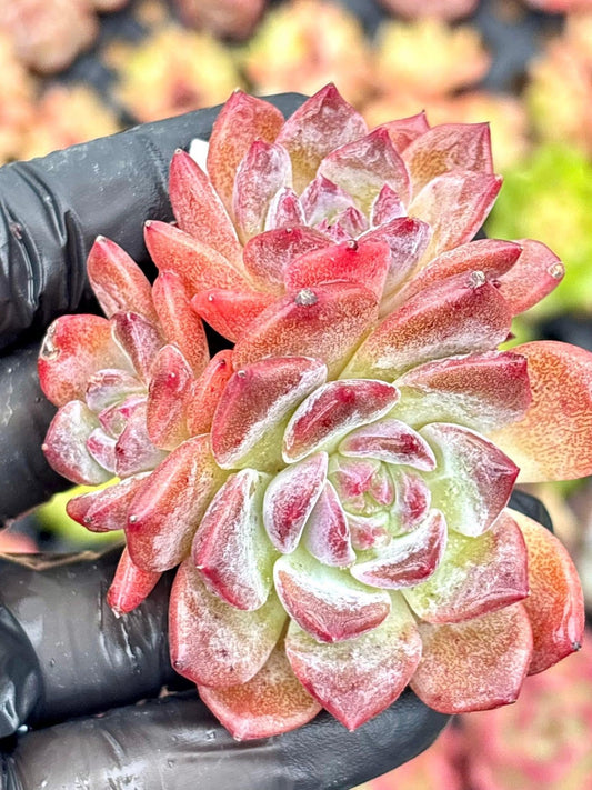 Echeveria Amber Jenny | Live Succulent Plant | Korean Succulent | Rare Imported Echeveria | Imported Plants