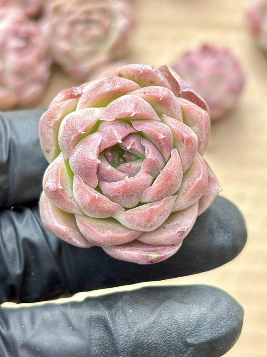 Echeveria Wheat Straw | Live Succulent Plant | Korean Succulent | Variegated Echeveria | Imported Plants | Echeveria Clusters