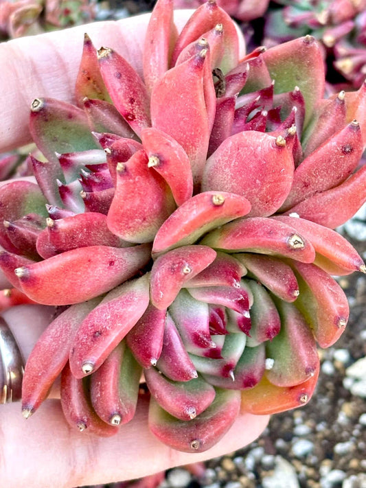 Echeveria Garcia | Live Succulent Plant | Echeveria Cluster | Rare Imported Echeveria | Imported Plants